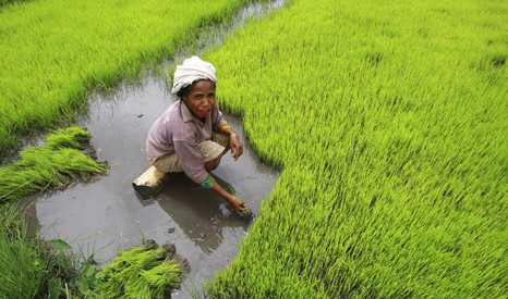 A woman farmer harvests rice by hand in Timor Leste (Pic: UN Photos/Martine Perret)