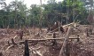 Criminal deforestation poses growing climate threat