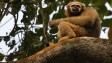 WWF: Wildlife populations down 50% in last 40 years