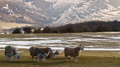 Snow in spring is bad news for UK sheep farmers - but climate change makes it less likely (Pic: Flickr/Alan Tunnicliffe)