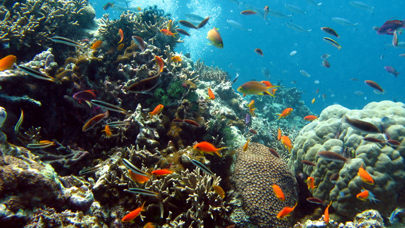 Queenslanders urged to 'vote for the reef' not coal