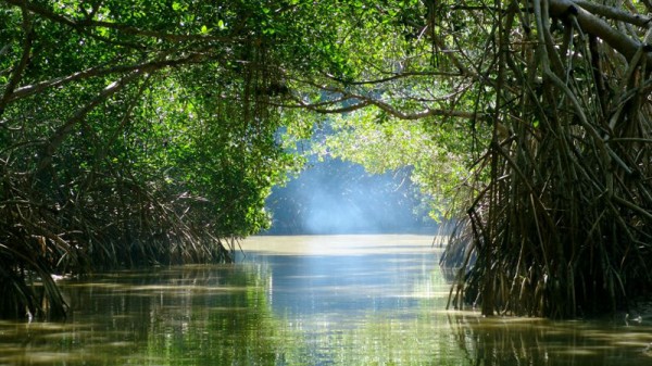 Mangroves support diverse ecosystems and help protect coastal communities from tsunamis (Pic: Flickr/Nick Leonard)