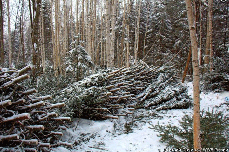 Teams found 517 illegal Christmas trees in Khabarovsk Territory in December (Pic: Dmitry Sichik/WWF Russia)