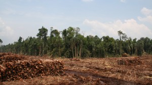 APP turnaround offers hope for Indonesia's tropical forests 