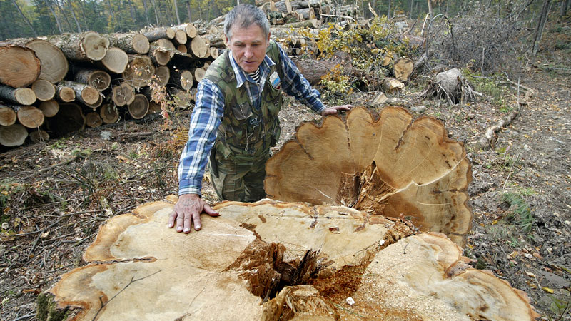 Anti-poaching brigade detect an illegal logging site (Korean cedar) in the Bikin river’s basin (Pic: Vladimir Filonov / WWF-Russia)
