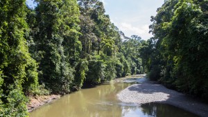East Asia pollution seeps into the heart of Borneo's rainforest