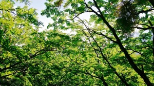 Artificial trees and nanotechnology: climate saviours?