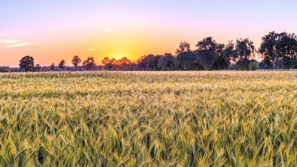 Corn is one of the sources of biofuel (Flickr/Alexander Steinhof)