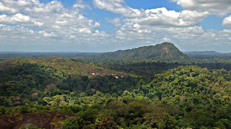 The Amazon rainforest from above (Pic: David Evers/Flickr)