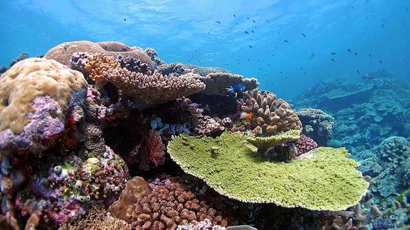 A new study shows that some corals, like these along the Northern part of the Great Barrier Reef, have the genes to adapt to warmer oceans. (photo: Line K Bay)