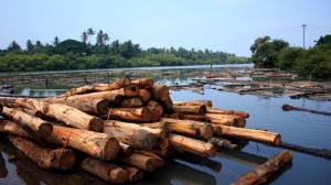 Illegal logging resurges on Chinese timber demand - report