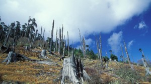 Google lays bare overlooked deforestation 'hotspots'