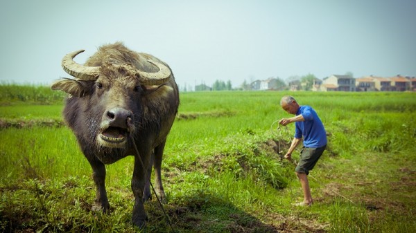 A water buffalo in Hubei (Flickr/Tauno Tõhk / 陶诺)
