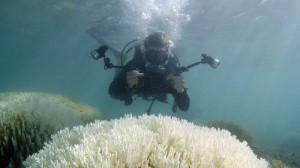 Oceans warming too fast for Great Barrier Reef - study