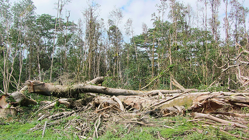 Hurricane Iselle Damage. Nanawale Forest Reserve, Pahoa, Big Island, Hawaii, United States