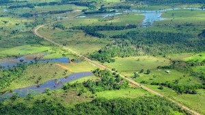 Deforestation impacts felt for decades - scientists