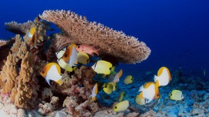 Coral IVF offers hope for world's threatened reefs