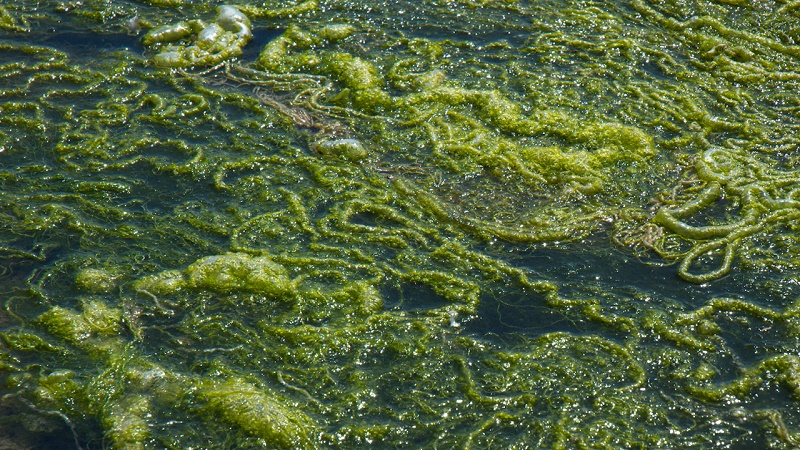 Algae absorbs carbon dioxide and theoretically could help stabilise the climate (Flickr/Glenna)