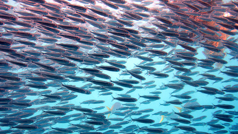 A shoal of fish off the coast of Queensland, Australia(Flickr/ robdownunder)