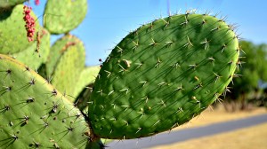 World’s first cactus-powered plant opens in Mexico
