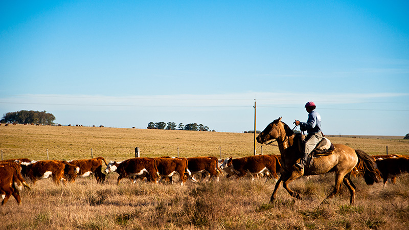 A gaucho herds cattle in Rocha, Uruguay (Flickr/ Eduardo Fonseca Arraes) 