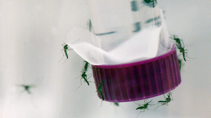 Zika mosquitoes hover around a plastic vial (Credit: Dean Calma/ IAEA)