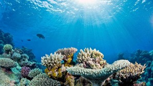 Ocean acidification is slowing coral reef growth - study