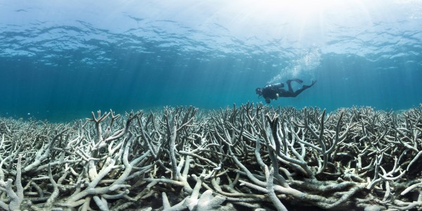 Visitors rush to the Great Barrier Reef to catch it "before it's gone"