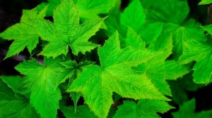 The artificial leaves that turn CO2 and sunshine into fuel