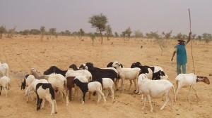 Climate wars: is the Sahel the first battle zone?