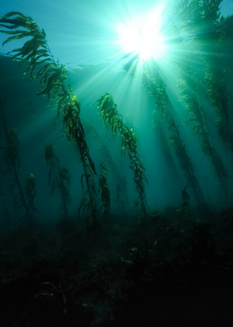 Tasmanian kelp forest. Photo: Emma Flukes