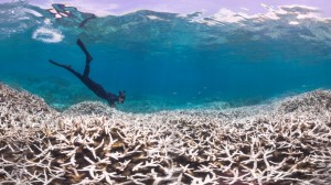 Worst-recorded coral bleaching event to continue into 2017