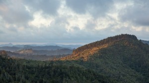New Zealand uses pine forests, creative accounting to dodge carbon cuts