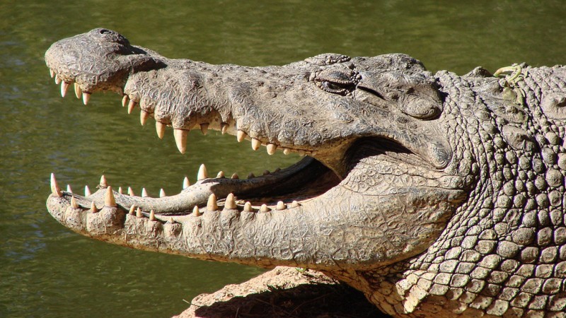 Water pollution threatens crocodiles (Pic: Flickr/Ramy Alaa)
