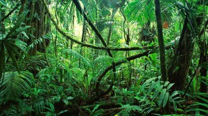 Carbon sink larger than England found in Congo jungle