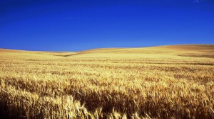 Global warming to shrink US harvests, say scientists