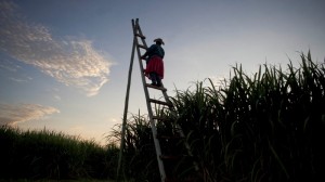 Drought sours future of Swaziland's sugar growers