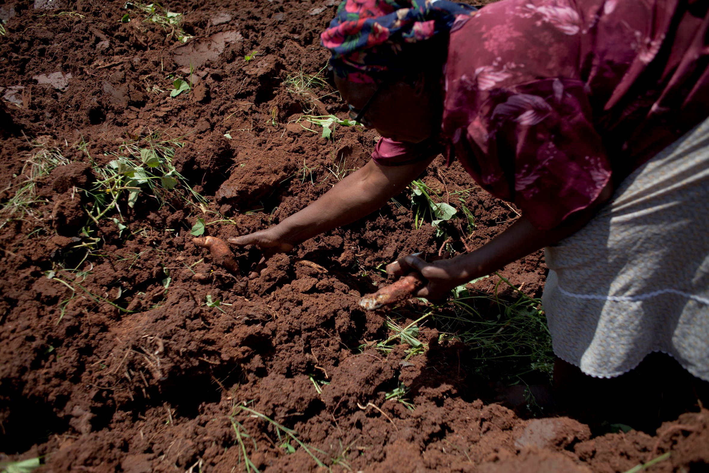 Sarah Dlamini pulls a sweet potato from the rich soil (Pic: Oupa Nkosi)
