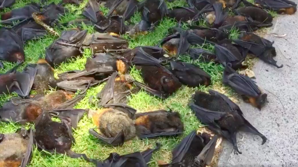 More than 700 flying foxes - a type of fruit bat - have been found dead in the NSW town of Singleton after a heatwave this weekend. Source: Wildlife Aid Inc