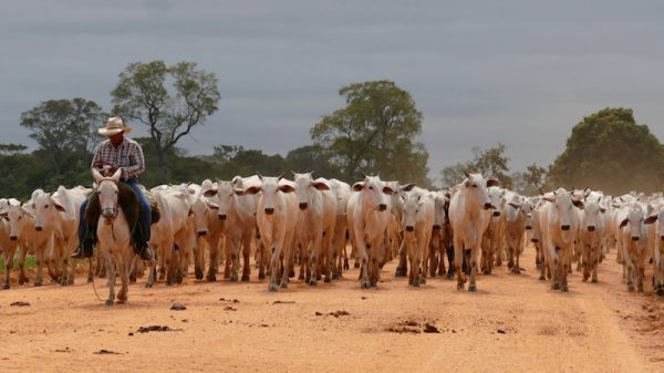"Beef caucus" takes over indigenous policies in Brazil