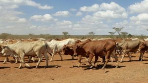 Kenya places climate disorder at centre of UN security council bid