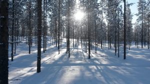 Finland's plan to increase logging is a danger to the climate