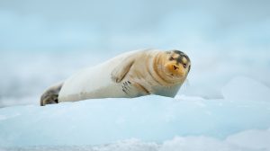 Big oil vs bearded seal: Case to test Trump climate stance