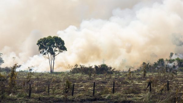 Amazon forest fires pushing climate change 'beyond human control'