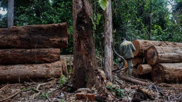 US, EU biggest importers of illegal Amazon ipe timber: report