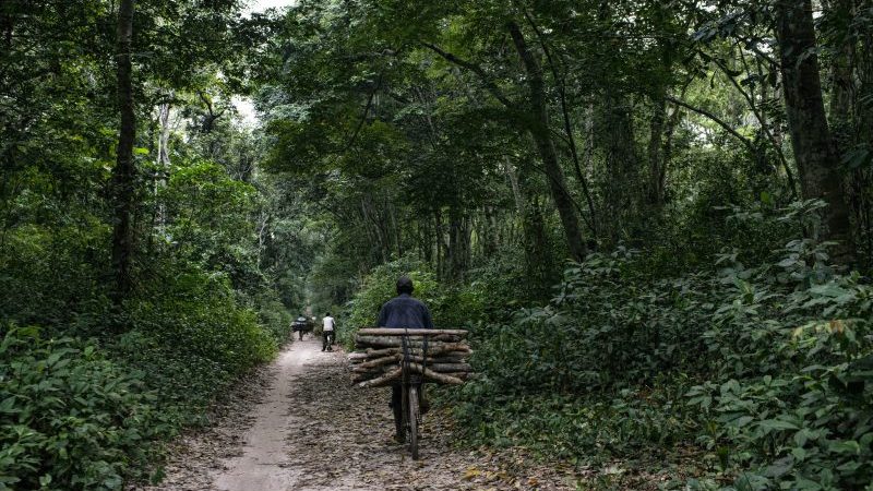 Norway at loggerheads with DR Congo over forest protection ...