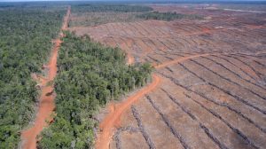 'Norway cannot stop deforestation alone', says environment minister