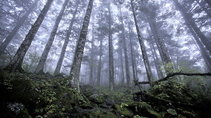 Polska promuje agendę leśną jako gospodarz klimatu, wynika z przecieków