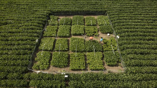 Leaked UN science report warns of clash between bioenergy and food