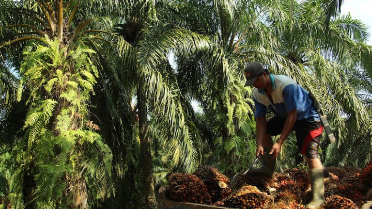 EU set to tighten rules on palm oil for biofuels